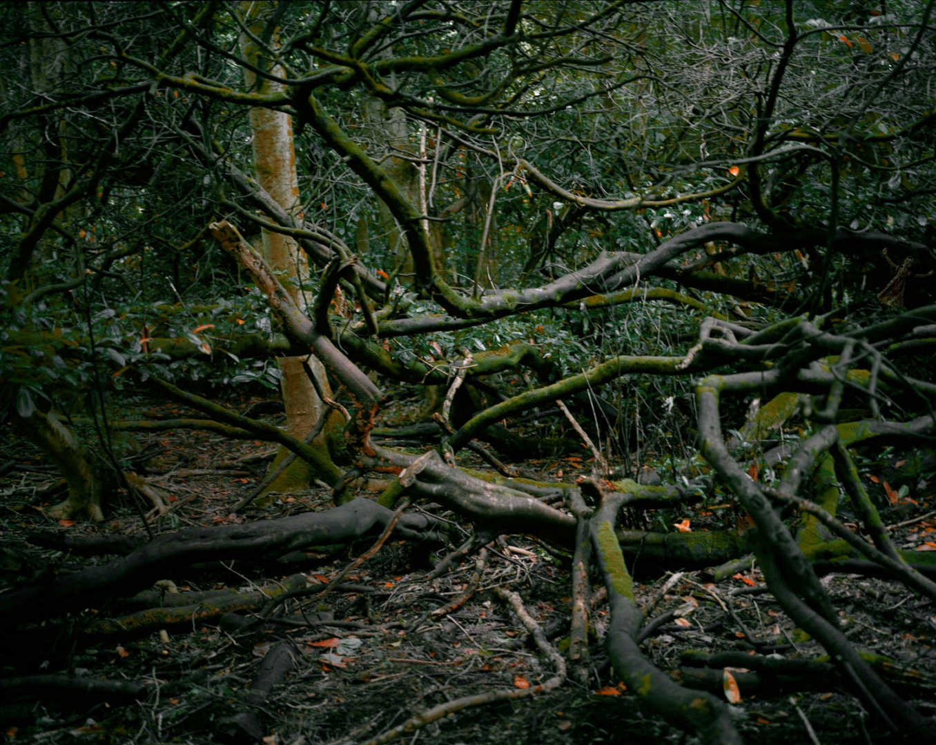 La forêt des fées