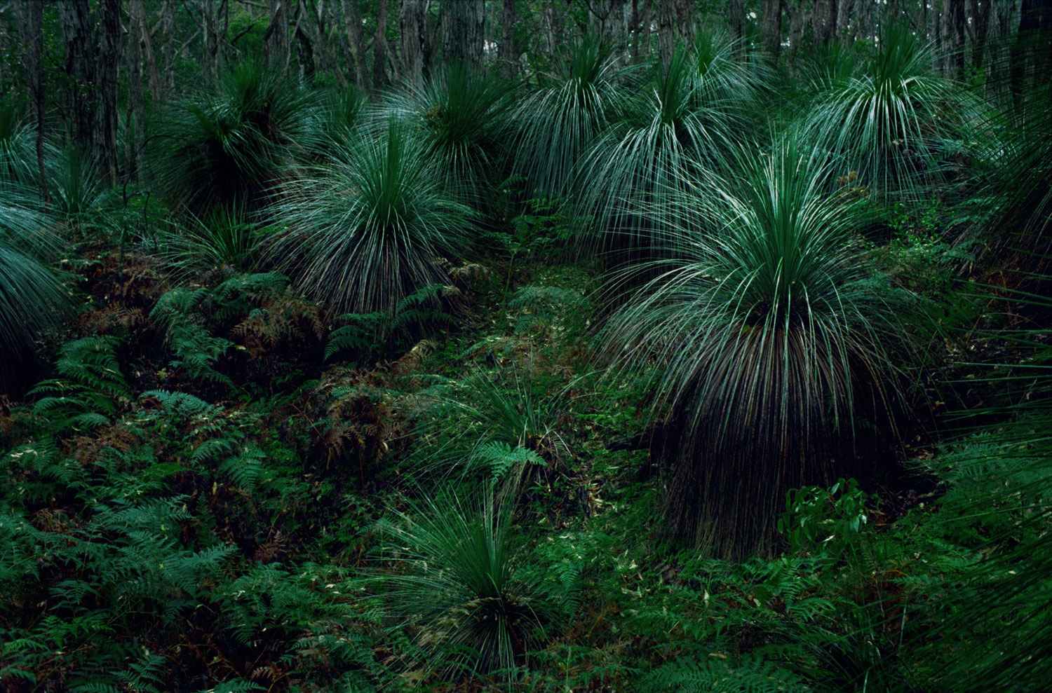 Forêt Australe
