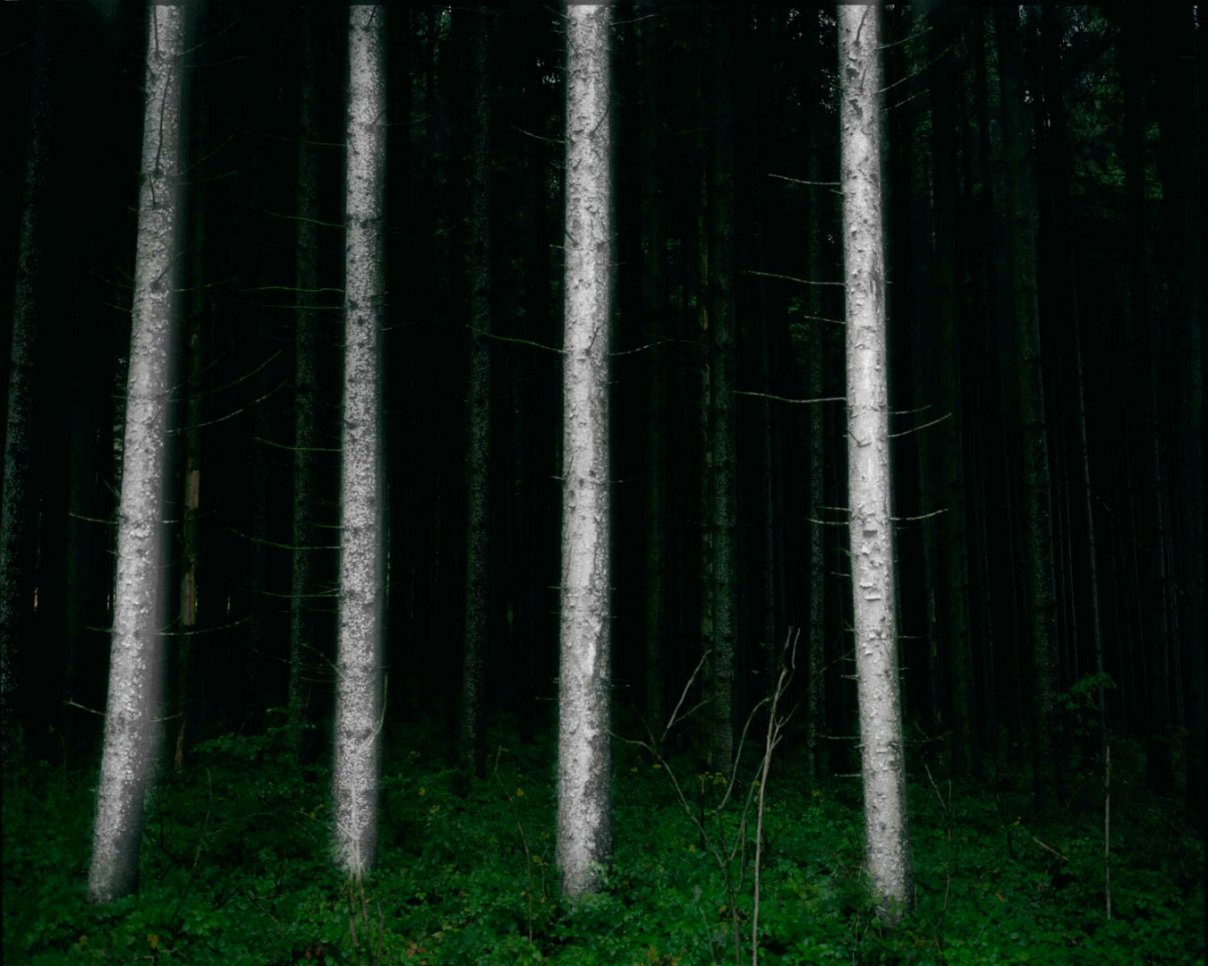 La Forêt obscure