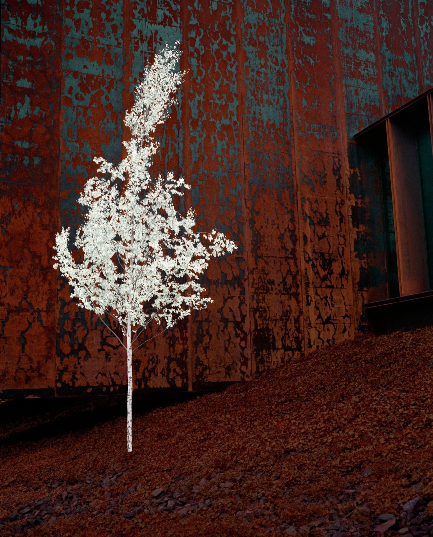 Arbre de sagesse