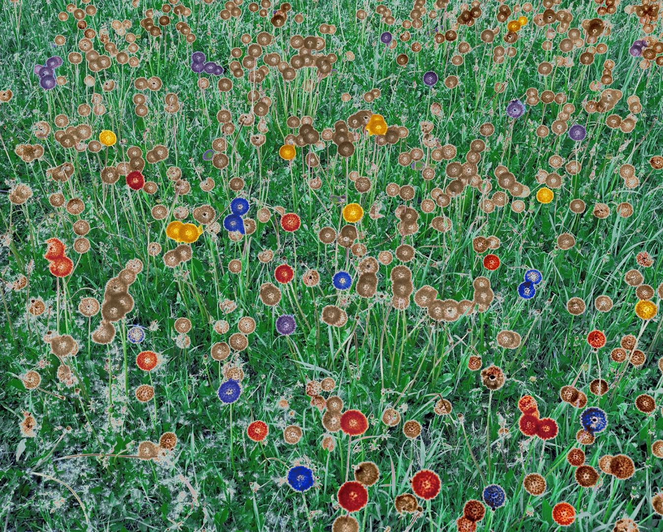 Campo fiorito