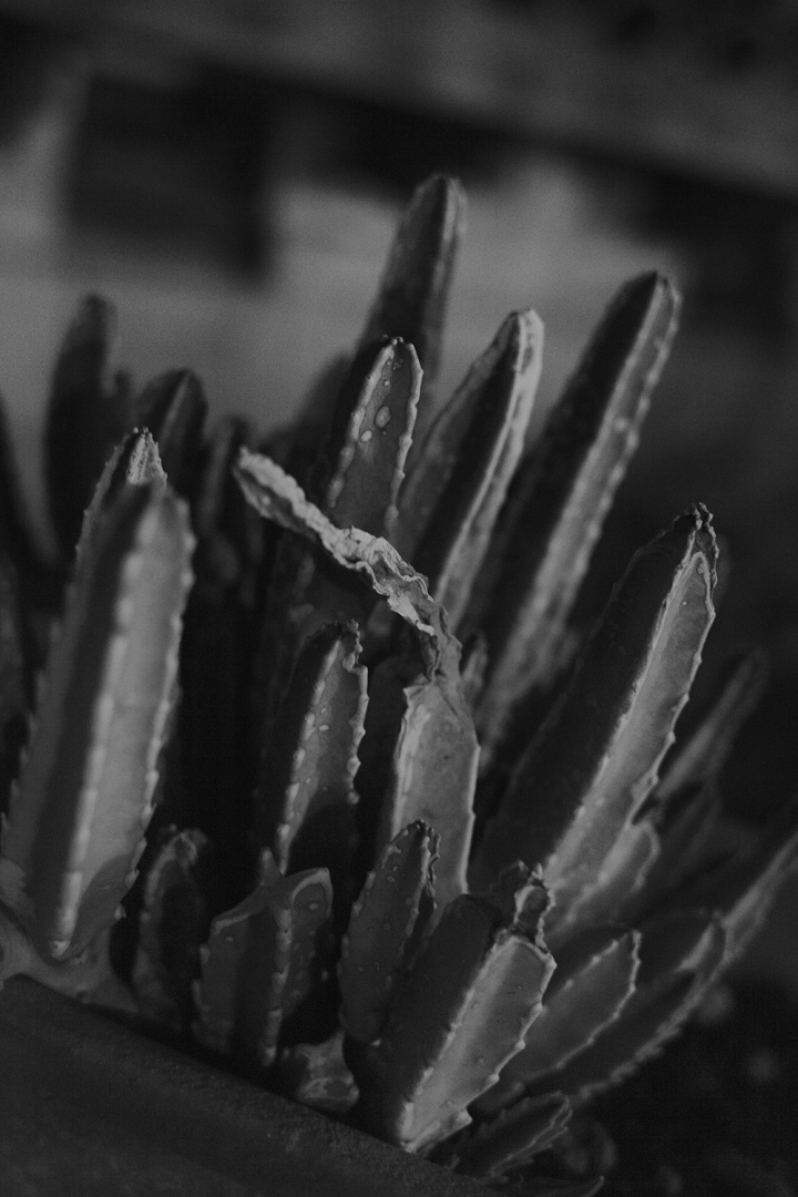 Cactus de Lune