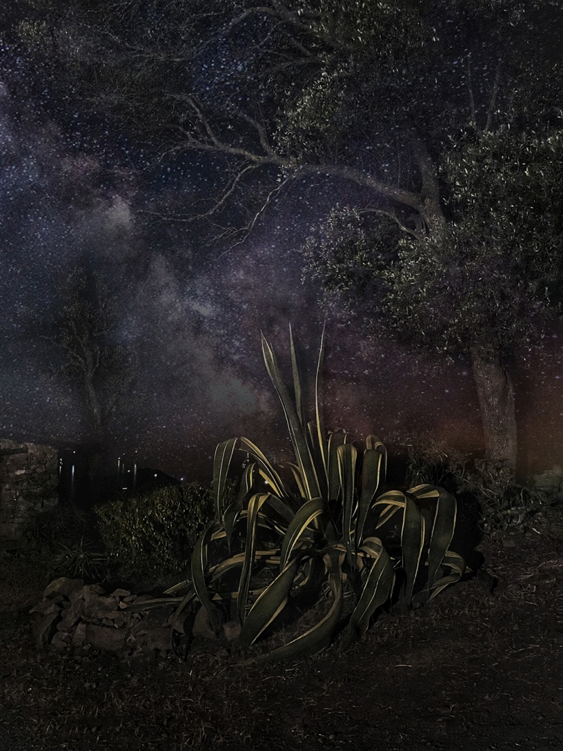 Le rêve de l'Agave