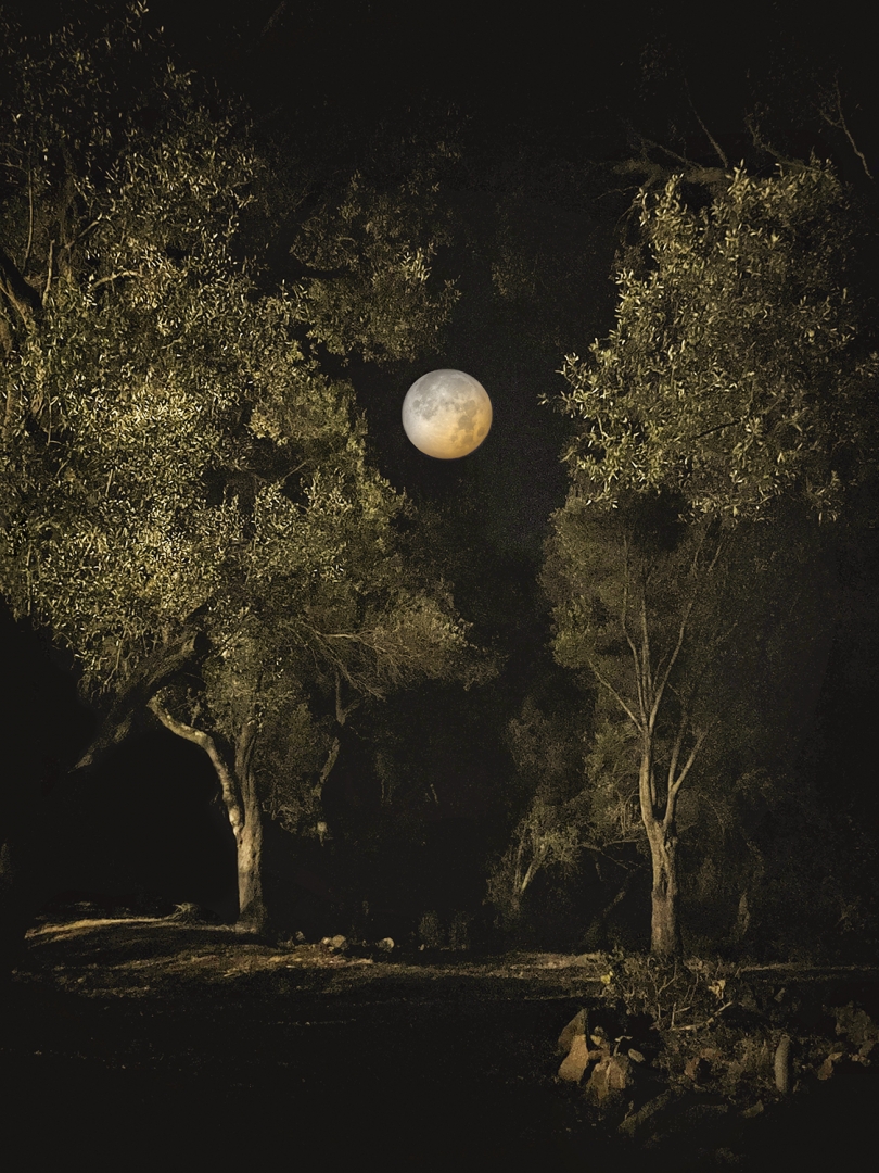Quand les loups se taisent